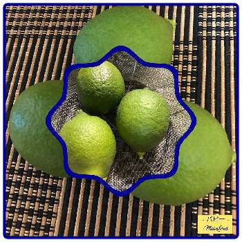 レモン栽培の画像 by パピーさん | キッチンとレモン栽培とパピーの家の花とレモン 家庭栽培
