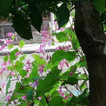 朝日を浴びる花の画像 by レモン愛花さん | お隣さんの花と庭木とはなとシュウカイドウ♪と朝日を浴びる花と朝の庭