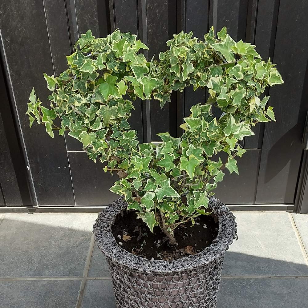 アイビーの投稿画像 By しろぷーさん ヘデラとカラーリーフとおうち園芸と植えっぱなしとハート型トピアリーと鉢植えとガーデニングと花のある暮らしとカラー リーフとおうち園芸と植えっぱなしとハート型トピアリーと鉢植えとガーデニングと花のある暮らし 21月9月10