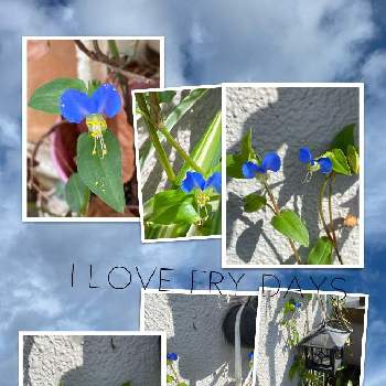 ツユクサ( 露草 )の画像 by キングさん | バルコニー/ベランダと花いろいろとツユクサ( 露草 )とさまざまな植物