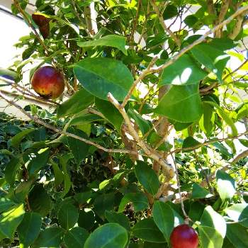 山茶花の実の投稿画像一覧 Greensnap グリーンスナップ