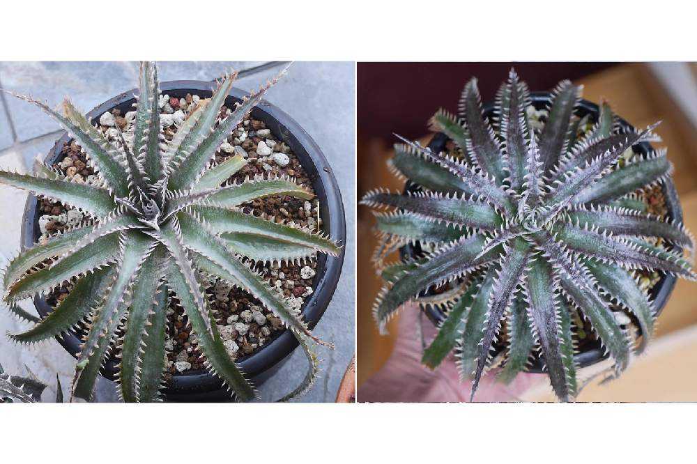 ディッキアの植え替え メンテナンス編」その後｜🍀GreenSnap（グリーン