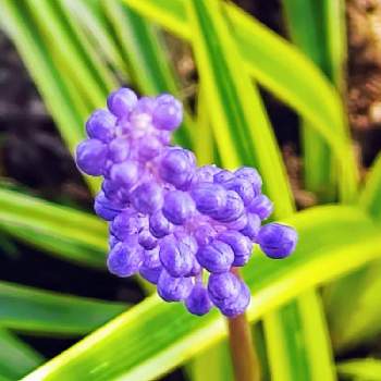 紫組♪の画像 by プリンさん | 広い庭とヤブランと金曜日の蕾たちと紫組♪とチーム・ブルーNo.093と青い花マニアとチーム・ブルー
