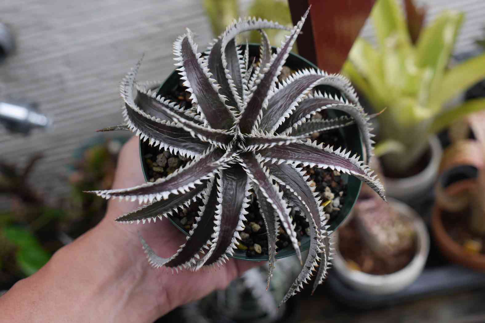ディッキア Dyckia Code NW-28 Bill Baker ⑴ ディッキア Dyckia