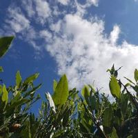 月桂樹 ローリエ の育て方 挿し木や植え付けの方法は Greensnap グリーンスナップ