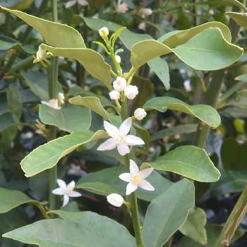 キンカンの花の投稿画像一覧 Greensnap グリーンスナップ