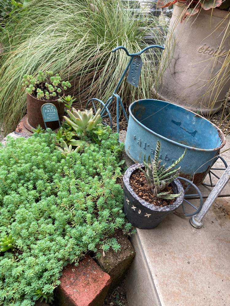 小さな庭の画像 by サンウさん | 小さな庭とガステリア　虎鉾とカレックスと黒鉢とカッコイイと暴れ植物好き