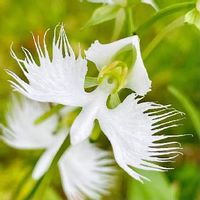 サギソウの育て方 植え付け方法や植え替え時期は Greensnap グリーンスナップ