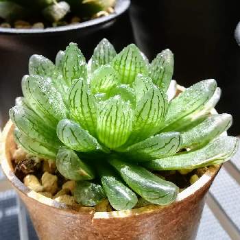 シンビフォルミス グラキリデリネアータの投稿画像一覧 Greensnap グリーンスナップ シンビフォルミス グラキリデリネアータの投稿画像一覧 Greensnap グリーンスナップ