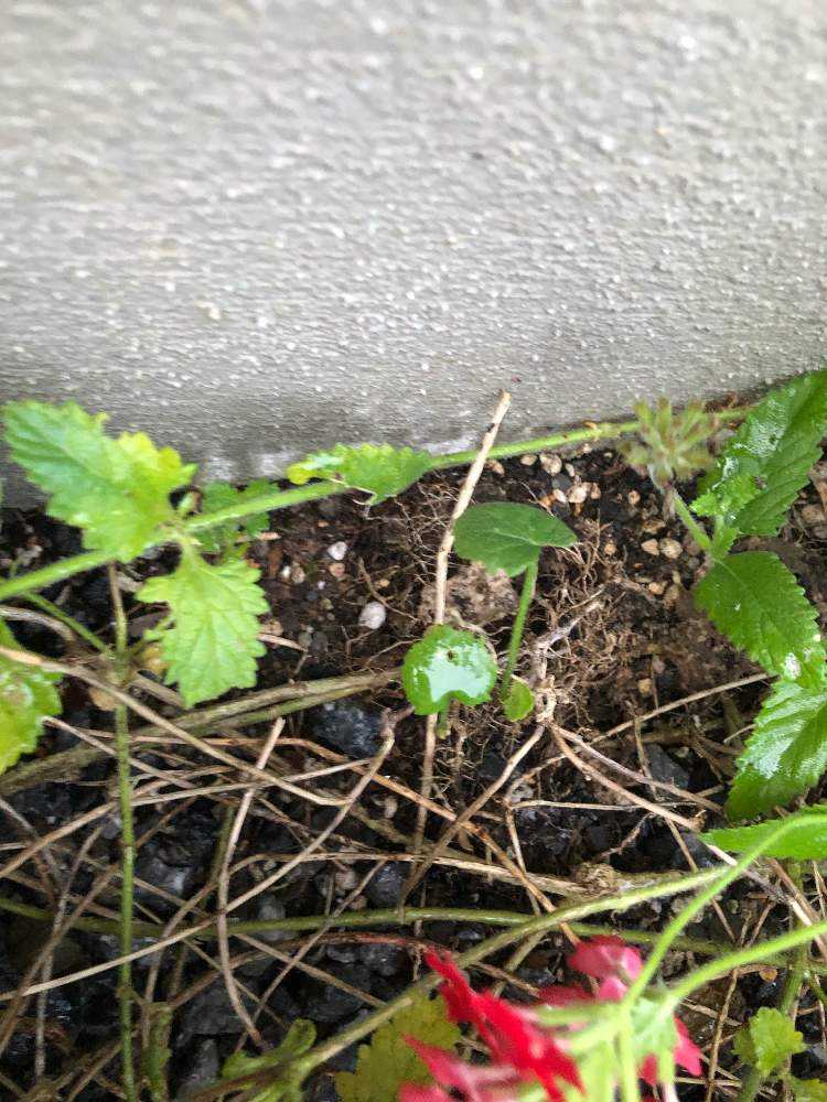 マルバストラム   確認用です（╹◡╹）♡ アオイ科マルバストラム属マルバストラム｜🍀GreenSnap