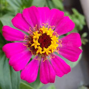 かわいいい色の画像 by amiさん | バルコニー/ベランダとジニアと花のある暮らしと好きな色❤とかわいいい色