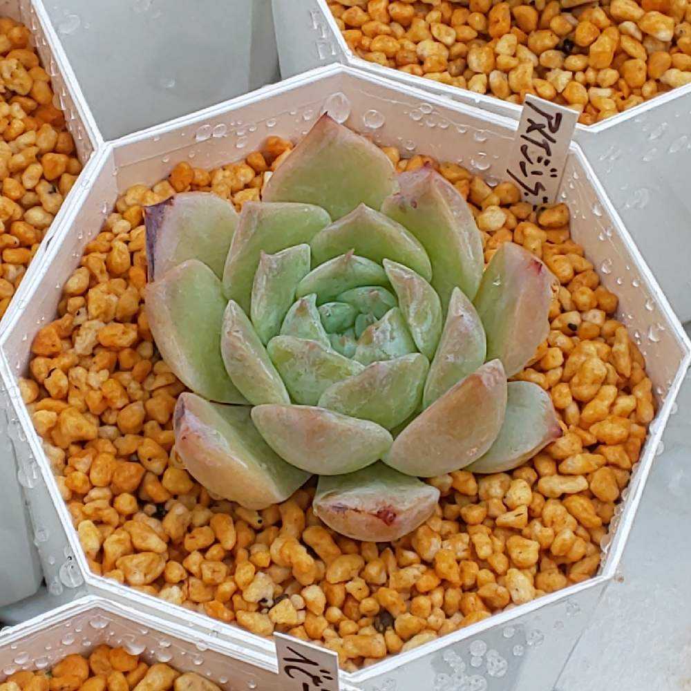 多肉植物②リエール韓国苗⭐️アメイジンググレイス 葉挿し1枚