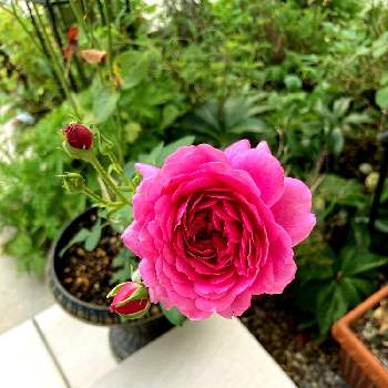 バラ カルトナージュの画像 by れいちるさん | 小さな庭とバラ カルトナージュとお気に入りと花のある暮らしと薔薇愛同盟