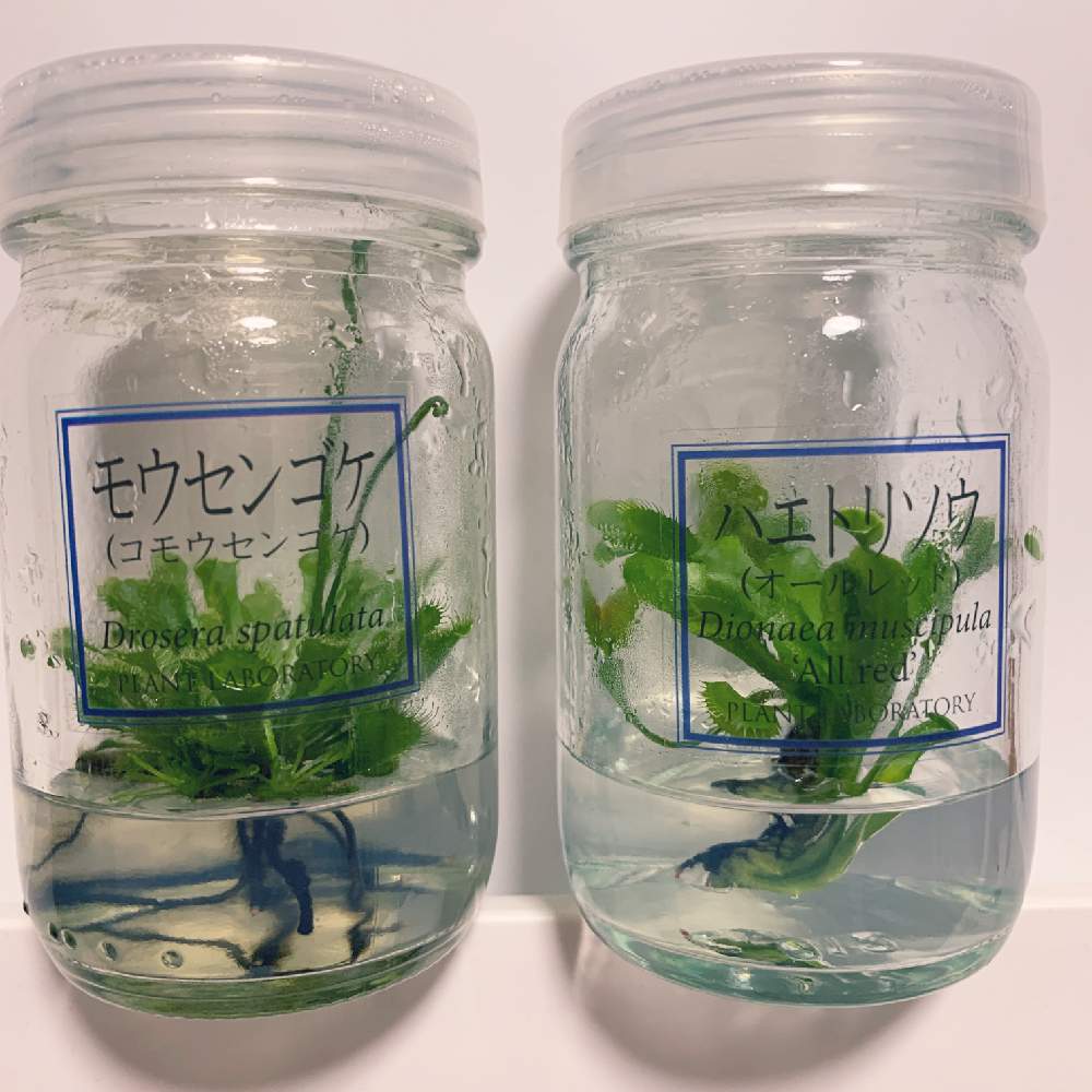 植物ラボの投稿画像 By 花さん ハエトリソウとモウセンゴケ 21月9月10日 Greensnap グリーンスナップ