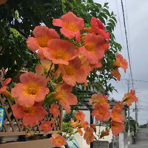 ニューギニアインパチェンス の投稿画像 By さとこさん ブルーサルビア とホワイトサルビア とサンパティオパープル 19月7月日 Greensnap グリーンスナップ