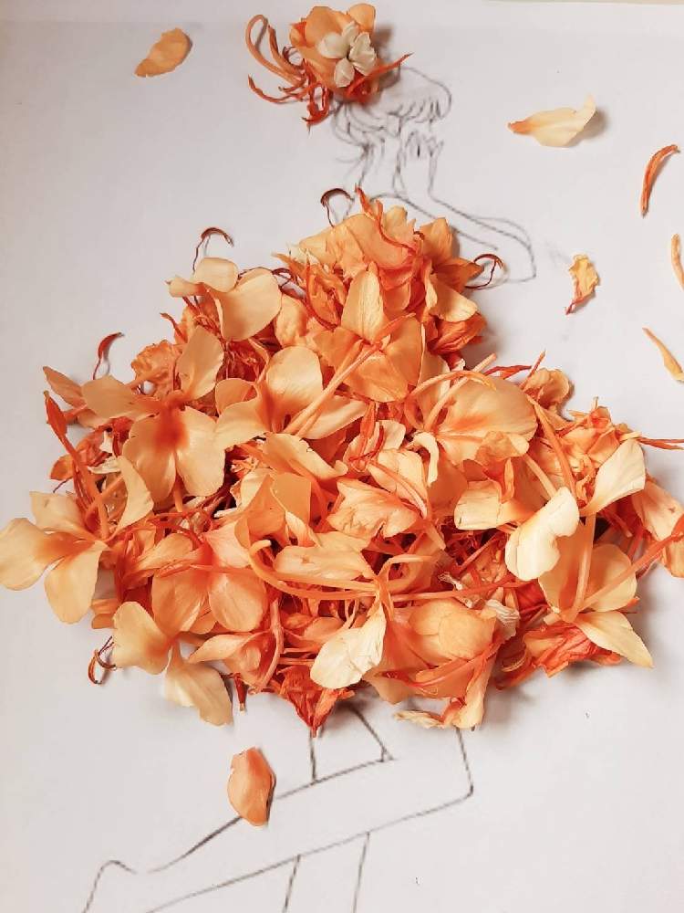 ジンジャーリリー 花縮紗 の投稿画像 By まりりんさん 部屋とお花のドレスとおうち園芸と葉菜桜花子さんのイラストに花びら乗せて作りました とお花の ドレスとおうち園芸と葉菜桜花子さんのイラストに花びら乗せて作りました 21月9月11日 Greensnap