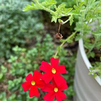 サンブリテニア　スカーレットの画像 by mayflower4さん | 小さな庭とサンブリテニア　スカーレット