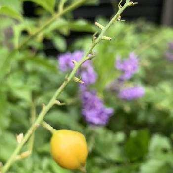 ジュランタ の投稿画像一覧 Greensnap グリーンスナップ ジュランタ の投稿画像一覧 Greensnap グリーンスナップ