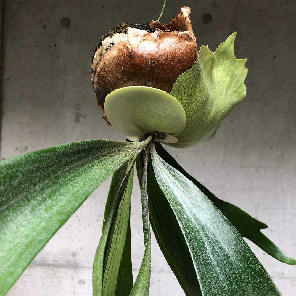 ビカクシダ 2021 (備忘録)｜🍀GreenSnap（グリーンスナップ）
