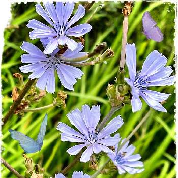 チコリの投稿画像一覧 Greensnap グリーンスナップ