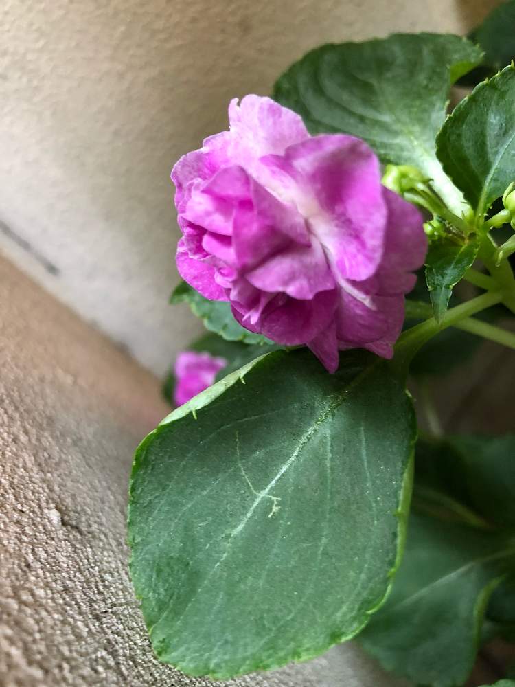 玄関の画像 by TARI24さん | 玄関とカリフォルニアローズフィエスタと雨上がりと半日陰と蕾も沢山と鉢植えと紫の花と咲いた！