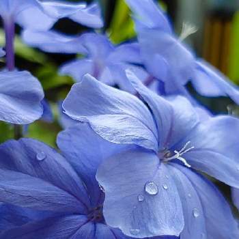 素敵な花言葉の画像 by こと☆さん | 小さな庭といつも笑顔で〜〜♡とブルー系と素敵な花言葉ときれいだな♡とプルンバーゴ ルリマツリとうどん県人会
