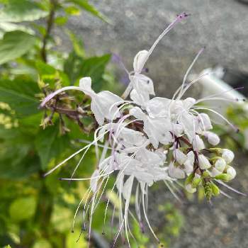 猫のひげ の投稿画像一覧 Greensnap グリーンスナップ