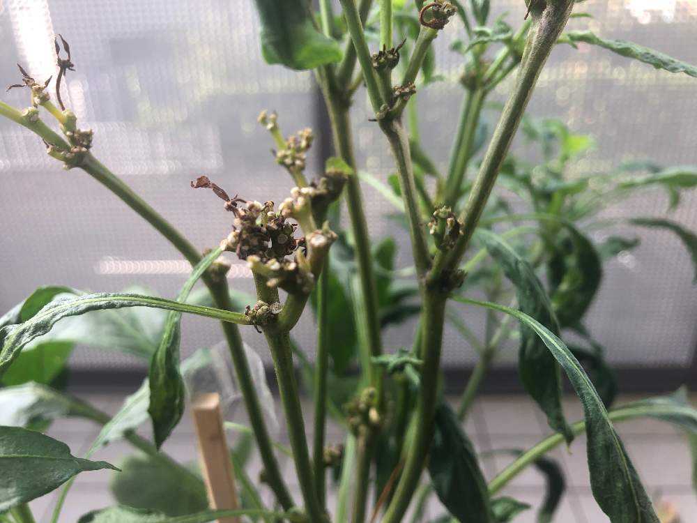 唐辛子の花が実らず落ちちゃう問題 Greensnap グリーンスナップ