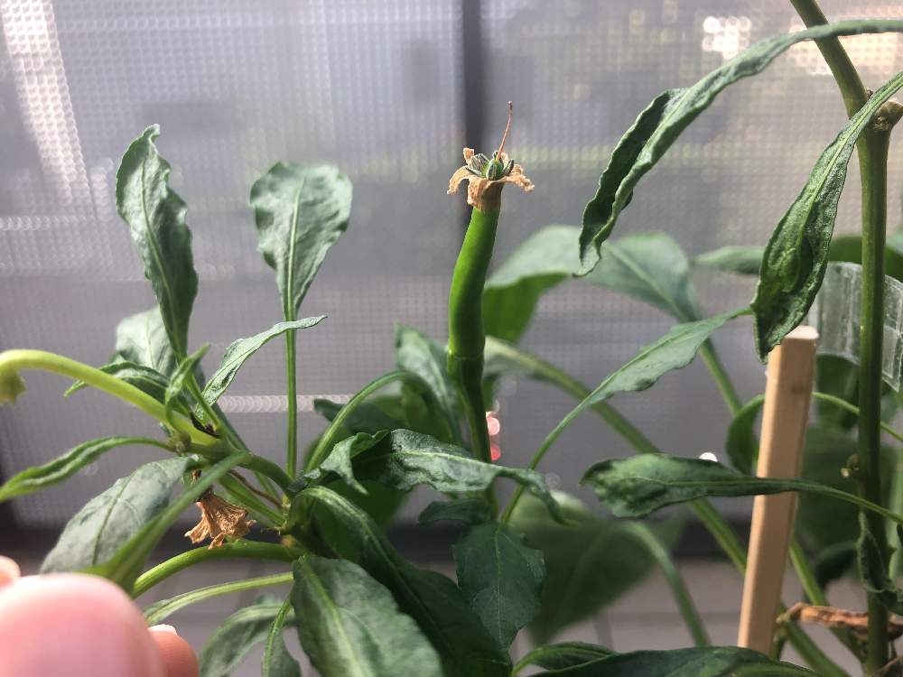 唐辛子の花が実らず落ちちゃう問題 Greensnap グリーンスナップ 唐辛子の花が実らず落ちちゃう問題 Greensnap グリーンスナップ