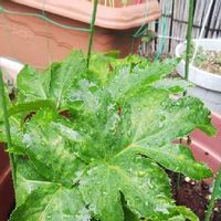 あしたば 明日葉 の育て方 種まきや収穫の時期は 栽培のコツは Greensnap グリーンスナップ あしたば 明日葉 の育て方 種まきや収穫の時期は 栽培のコツは Greensnap グリーンスナップ