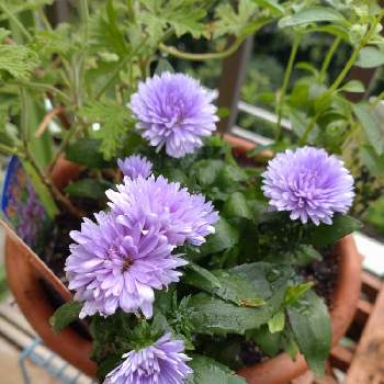 宿根アスタービクトリアの投稿画像一覧 Greensnap グリーンスナップ