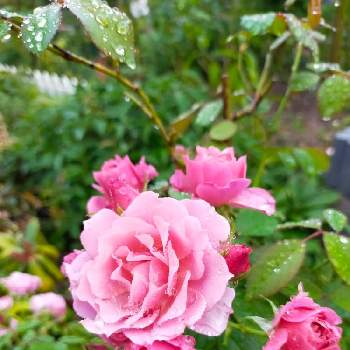 YUMIKOさん印の画像 by 律さん | 小さな庭とYUMIKOさん印とお花大好き♡と手作りガーデンとピンク色の花と花のある暮らしとバラあおいとバラ愛同盟とばらに魅せられて