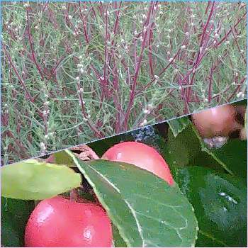 こぼれた種からの画像 by デコポンさん | 小さな庭とチェッカーベリーとコキア(ホウキグサ)と秋だね〜ときれい✨とまいがーでんとこぼれた種から