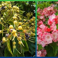 カルミアの育て方 植え付けや植え替えの時期 剪定方法は Greensnap グリーンスナップ