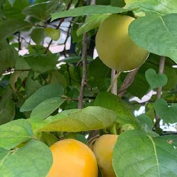 果実の木の投稿画像一覧 Greensnap グリーンスナップ