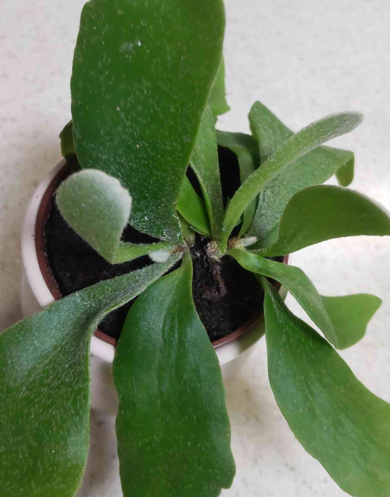 初めてのビカクシダ成長記録｜🍀GreenSnap（グリーンスナップ）