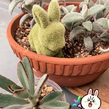 うさぎシリーズの投稿画像一覧 Greensnap グリーンスナップ