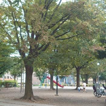 朝の公園の画像 by mamiさん | お出かけ先とご近所さんと緑がいっぱいと朝の公園と深呼吸と散歩道と植え込み