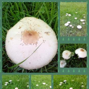 大きなキノコの投稿画像一覧 Greensnap グリーンスナップ