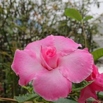 八重咲きマンデビラピンクパフェの投稿画像一覧 Greensnap グリーンスナップ