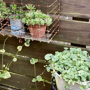 多肉植物,多肉寄せ植え,グリーンのある暮らし,ナチュラルスタイル,板壁DIYの画像