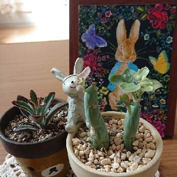 野うさぎの投稿画像一覧 Greensnap グリーンスナップ