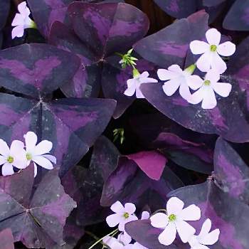 オキザリス 紫の投稿画像一覧 Greensnap グリーンスナップ