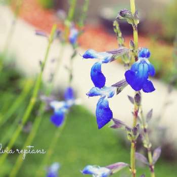 サルビア レプタンスの画像 by ローレルさん | サルビア レプタンスとコバルト セージとハーブガーデンと美しき青きドヨウとlaurel gardenと青・あお・ブルーと花のある暮らし