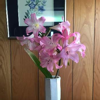 ベラドンナリリーの投稿画像一覧 Greensnap グリーンスナップ