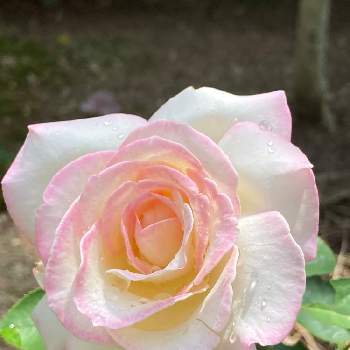 薔薇プリンセスドゥモナコ，の画像 by いもさん | 小さな庭とプリンセスドゥモナコとプリンセストゥモナコ＊と薔薇プリンセスドゥモナコ，と優しい色合い♡と植中毒とバラ好きと花のある暮らしとバラを楽しむ