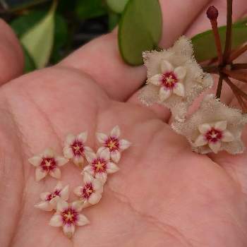 ホヤ マチルダの投稿画像一覧 Greensnap グリーンスナップ ホヤ マチルダの投稿画像一覧 Greensnap グリーンスナップ