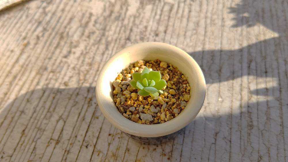 ✨ローラ錦✨ 葉挿し苗  4頭？ ✨ローラ錦✨ 葉挿し苗 4頭？ 【公式通販】