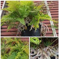 トキワシノブの育て方 胞子での増やし方は 水苔でも栽培できる Greensnap グリーンスナップ