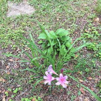 リコリス スプレンゲリーの投稿画像一覧 Greensnap グリーンスナップ